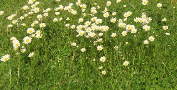 Les Pieds Dans L'Herbe Rosporden Экстерьер фото